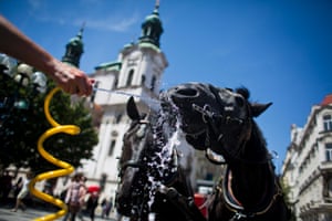 A coach driver sprinkles water on her horse at the Old Town Square on June 10, 2014 in Prague, Czech Republic. A heat wave brings temperatures up to 35 degrees Celsius in Czech Republic today and in the Czech regions it breaks the local record.