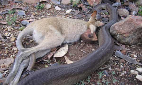 Snake Eats Kangaroo