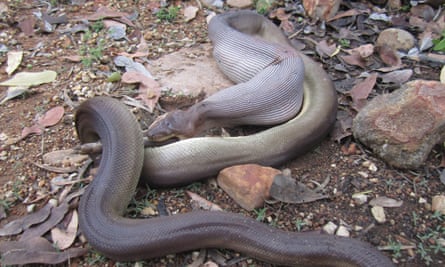 Python devours entire wallaby in front of Northern Territory park ...