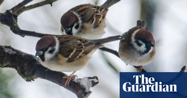 The 10 best christmas story paintings Christmas robins and white squirrels: your December wildlife photos