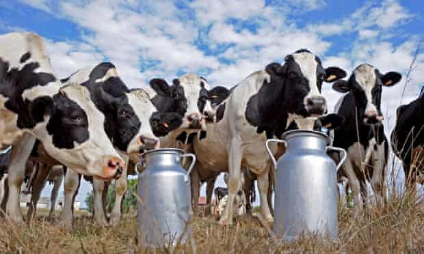 How I Began Exporting Milk To China Exporting To New Markets The Guardian