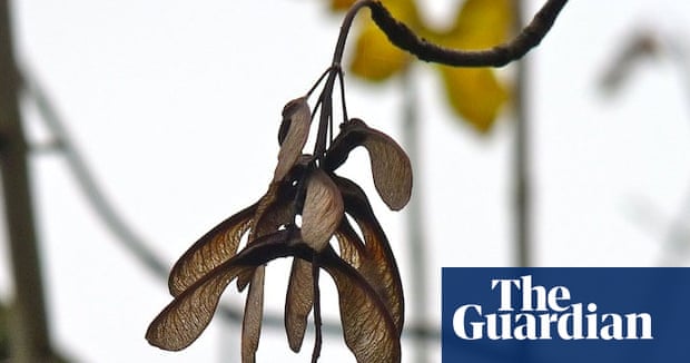 Sycamore Seeds Twizzle Down Like Tiny Helicopters To The Ground Trees And Forests The Guardian Sycamore Seeds Twizzle Down Like Tiny Helicopters To The Ground Trees And Forests The Guardian