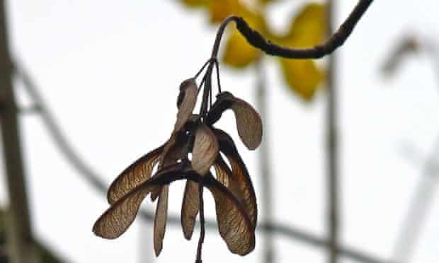 Sycamore Seeds Twizzle Down Like Tiny Helicopters To The Ground Trees And Forests The Guardian Sycamore Seeds Twizzle Down Like Tiny Helicopters To The Ground Trees And Forests The Guardian