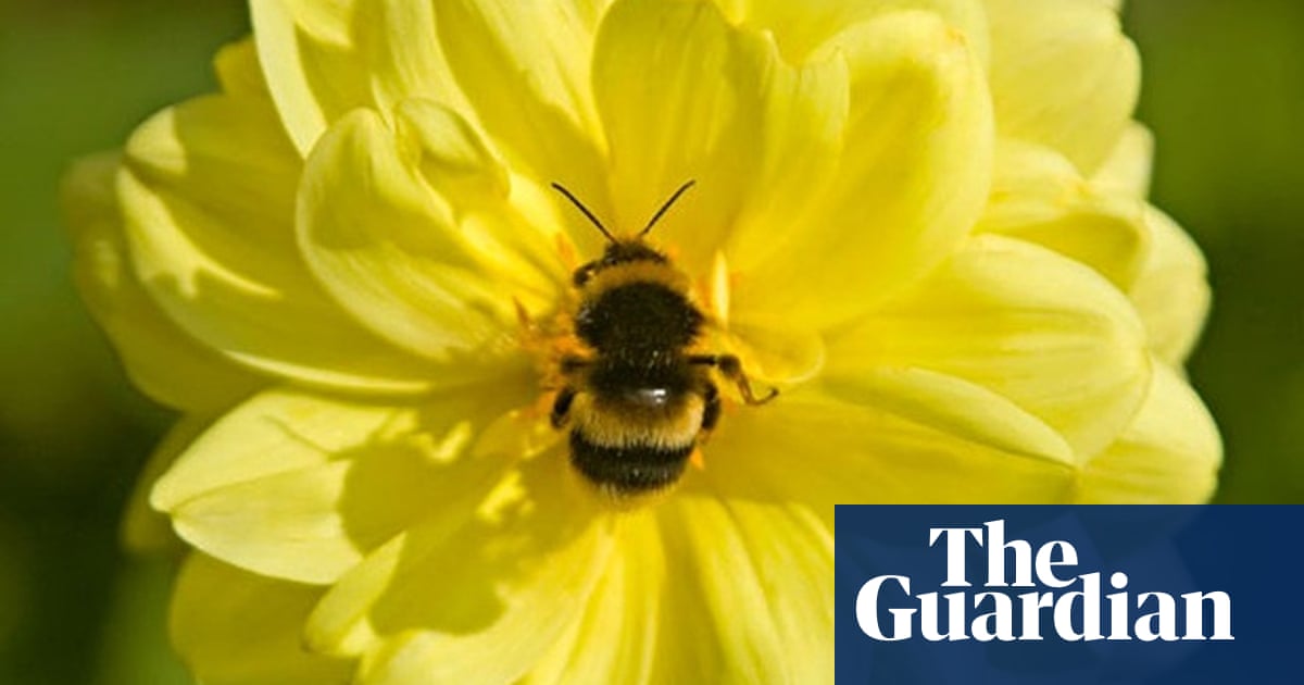 Poster poems: bees | Poetry | The Guardian