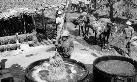 Bananas being cleaned of pesticides in the Costa Rican town of Golfito, circa 1950.
