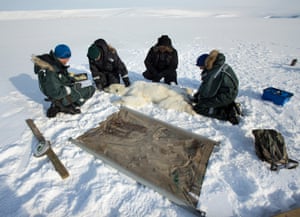 The researchers at work collecting different tissues ( for example, of the fur), taking a biopsy from a layer of fat and DNA samples from bears which have been caught for the first time. The tissues and blood samples collected by the researchers from the Norwegian Polar Institute are being used for analysis in different labs. Blood samples, for example, will be analysed for pollution levels and different health parameters. 