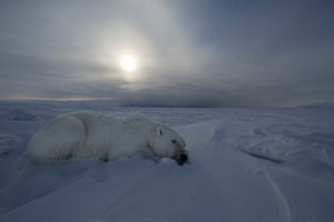 Polar bears don't live in the center of the Arctic, by the North Pole; they live along the edges of the ice, where they can find seals. One of the bigger threats for them today are the effects of climate change, as they depend on sea ice, on which they can hunt seals, rest and breed. The radical loss of sea ice as a result of a generally warmer climate has huge consequences for their ability to survive. The summer ice has decreased and continues to do so, and it's also melting for a longer period. That means that polar bears can't go out and get food for long periods. They must swim or walk longer distances to keep track with the shrinking ice.