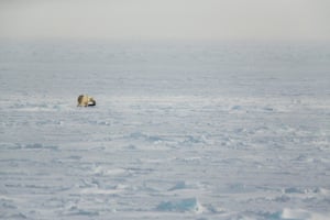The polar bear stands as a symbol for the work needed to save this very special Arctic environment. There are still around 25,000 polar bears left in the world, although the species is considered to be vulnerable. And it's becoming more and more vulnerable as climate change continues and as the pack ice is decreasing.