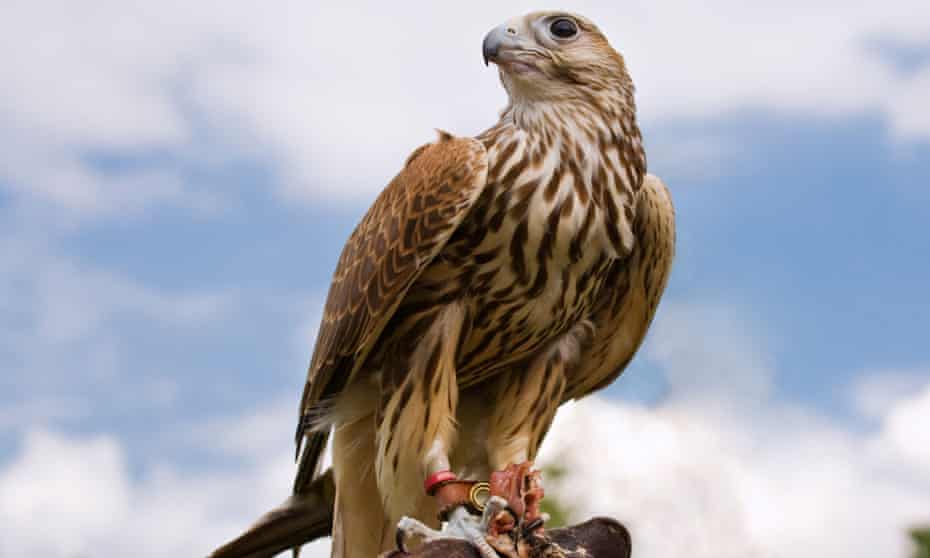 A Saker falcon