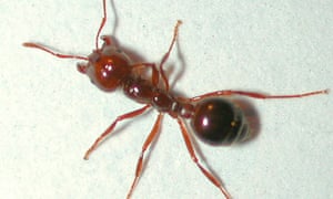highly aggressive stinging argentinian fire ants found at sydney