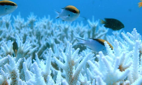 Great Barrier Reef coral bleaching