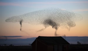 Starlings at Gretna, Scotland