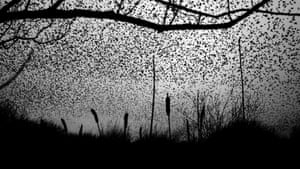 Starlings at Middleton Moor, Derbyshire