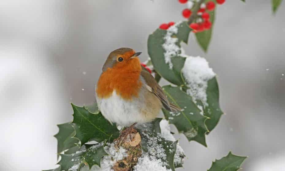 An adult robin perched on snow-covered holly. The robin uses magnetorecption to detect its direction of travel
