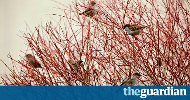 best 28 where do sparrows go at where have all the best 28 where do sparrows go at where have all the