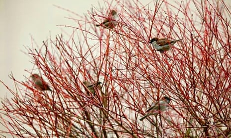 Staying put … sparrows in February at Hoxne in Suffolk. Photograph: Graham Turner