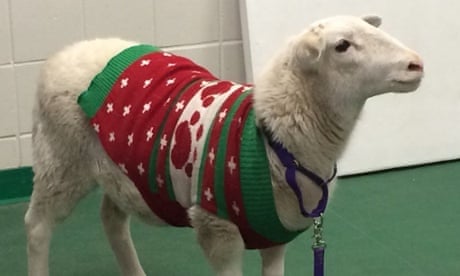 Lost sheep in Christmas sweater found on streets of Omaha