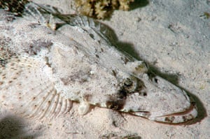 Tentacled flathead or crocodilefish
