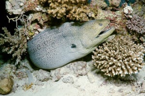 Giant moray eel