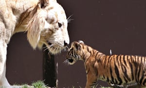 Tiger and cub