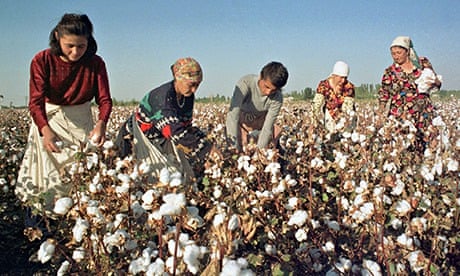Crop of cotton in Uzbekistan