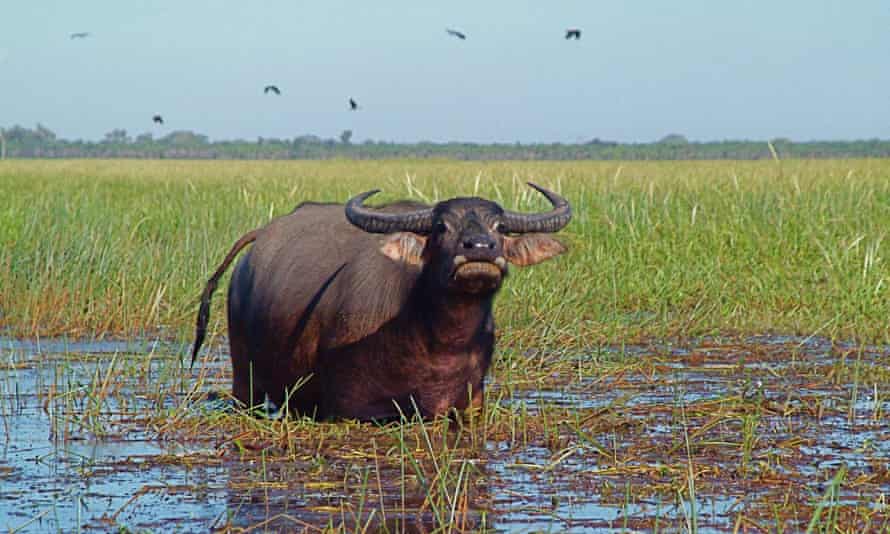 buffalo northern territory