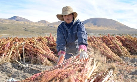 Quinoa farmer on the banks of the Salar de Uyuni