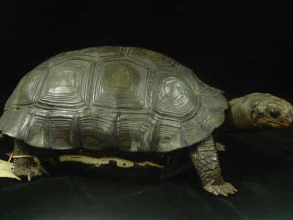 Darwins Schildkröte