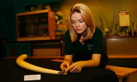 Rachelle Arthey of the ZSL examining a confiscated  elephant tusk.  Along with others it was brought out of the society's archives ahead of the summit on illegal wildlife trade held held later in the day.