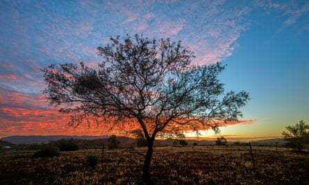 Sunset tree in the Australian outback.