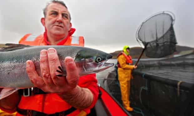 A salmon farmer holds a fish in Oban