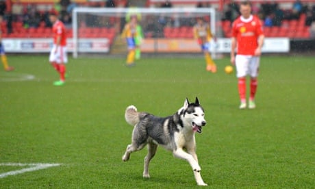 https://i.guim.co.uk/img/static/sys-images/Guardian/Pix/pictures/2014/2/15/1392506804904/A-Husky-dog-on-the-pitch--011.jpg?crop=none&dpr=1&s=none&width=465