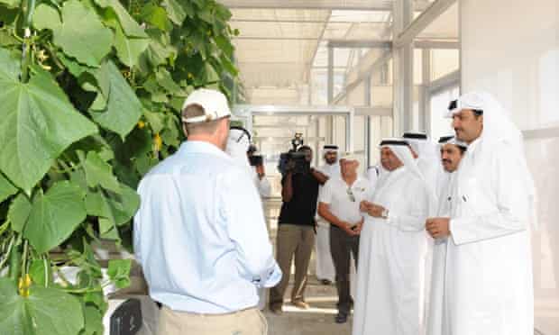 Cucumbers in Qatar … The Sahara Forest Project is already showing results.