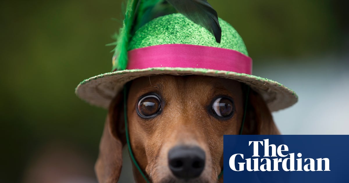 Dog Carnival At Rio S Copacabana Beach In Pictures