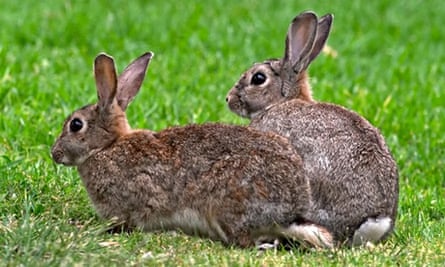 Два европейских диких кролика Oryctolagus cuniculus