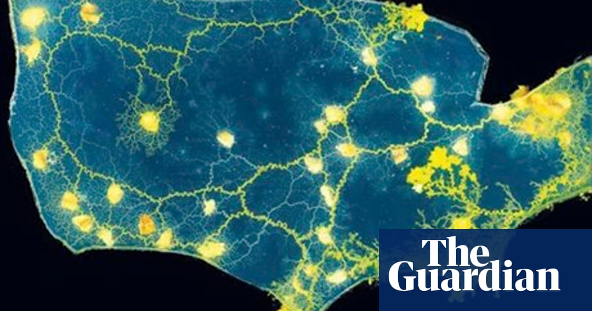 Cities In Motion How Slime Mould Can Redraw Our Rail And Road Maps Cities The Guardian