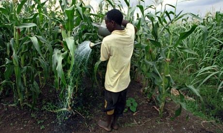 A Malawian farmer waters his maize crop