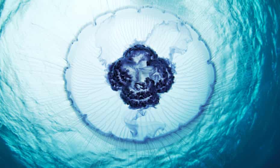 A moon jellyfish swims through the white sea off the coast of Russia.