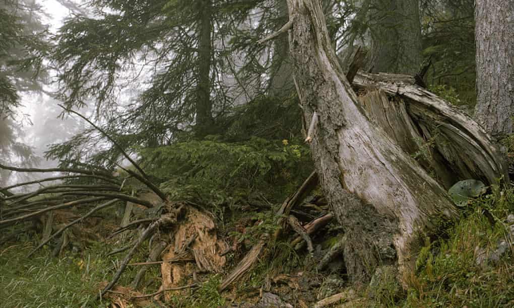 Spot the sniper – in pictures
