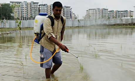 An Indian worker sprays pesticide to kil