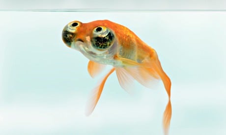 goldfish common carp