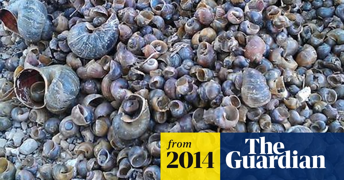 Spanish Rice Farmers Fight Invasive Snail Invasive Species The Guardian Spanish Rice Farmers Fight Invasive Snail Invasive Species The Guardian