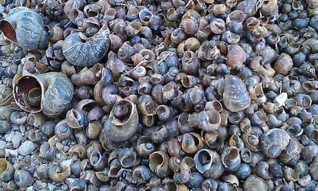 Snail invasion in Spain 