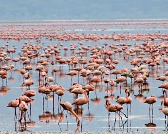 Flamingos at Lake Nakuru in Kenya's Rift Valley.