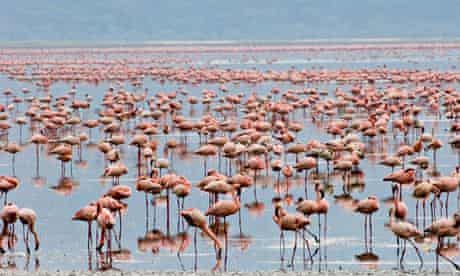 Flamingos at Lake Nakuru in Kenya's Rift Valley.