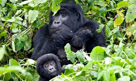 Verunga Mountain gorillas