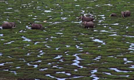 Elephants graze in a marsh at Amboseli national park, Kenya.