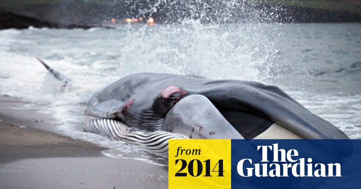 Whale euthanasia: vets learn to kill stranded leviathans humanely | Jason Goldman