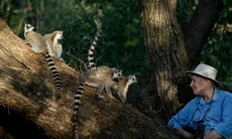 Alison Jolly with some of the many wild lemurs she studied in Madagascar