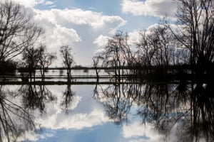 Trees are mirrored in flood water near Huish Episcopi, Somerset. 